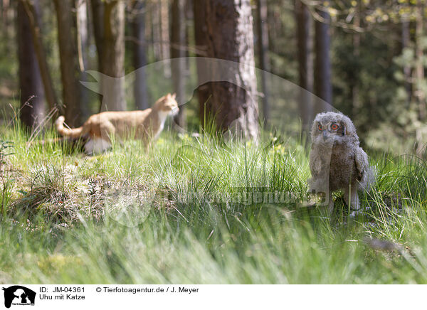 Uhu mit Katze / eagle owl with cat / JM-04361