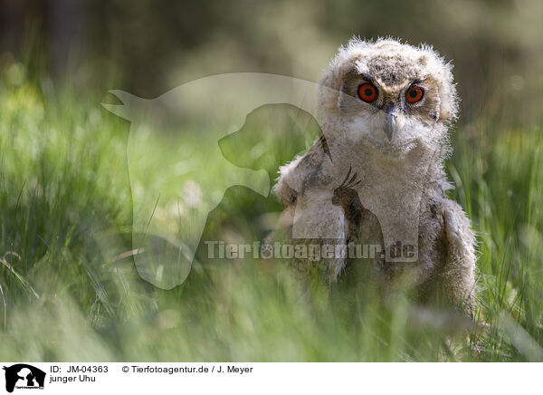 junger Uhu / young eagle owl / JM-04363