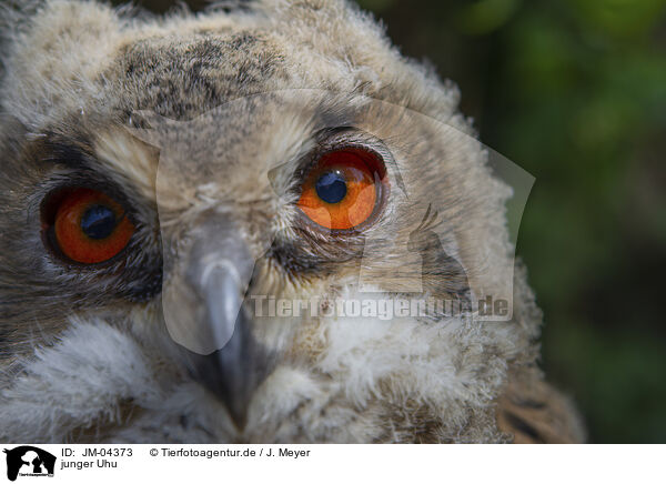 junger Uhu / young eagle owl / JM-04373