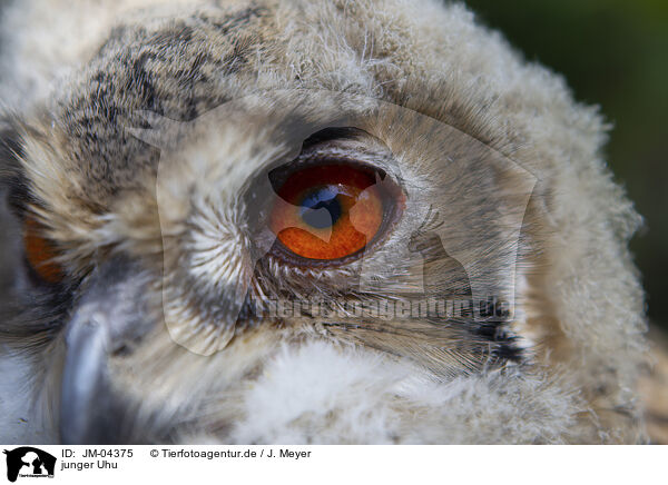 junger Uhu / young eagle owl / JM-04375