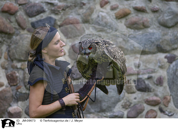 Uhu / Eurasian eagle owl / JM-09673