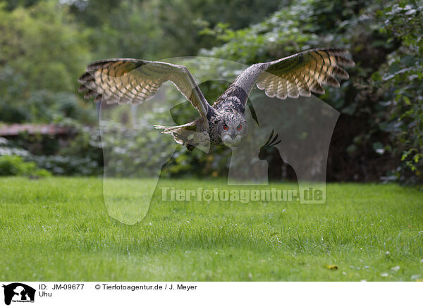 Uhu / Eurasian eagle owl / JM-09677