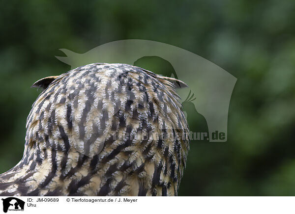 Uhu / Eurasian eagle owl / JM-09689