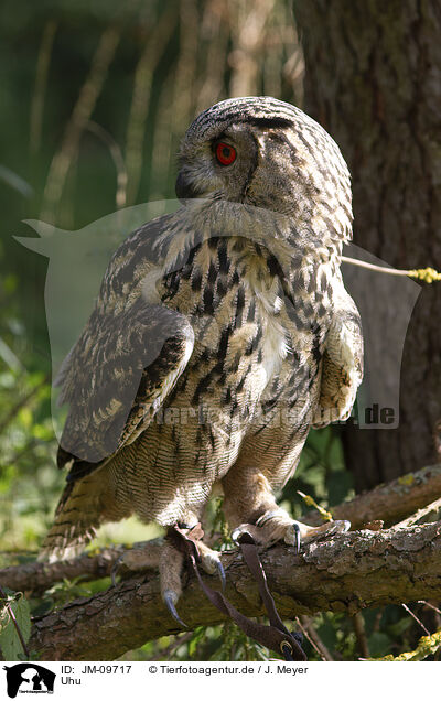 Uhu / Eurasian eagle owl / JM-09717