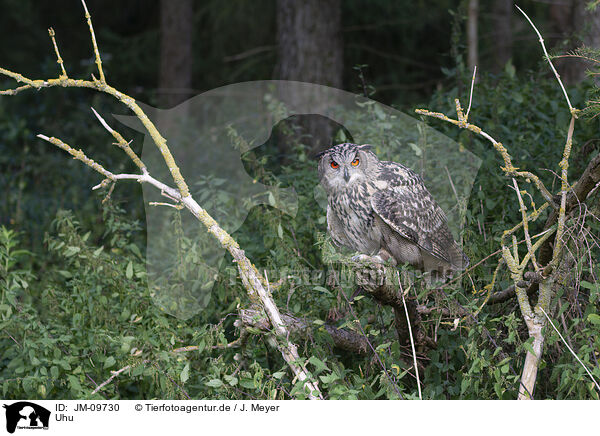 Uhu / Eurasian eagle owl / JM-09730