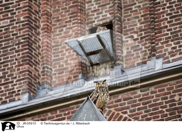 Uhus / eagle owls / JR-05915