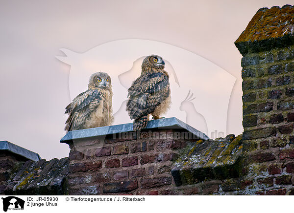 2 junge Uhus / 2 young eagle owls / JR-05930
