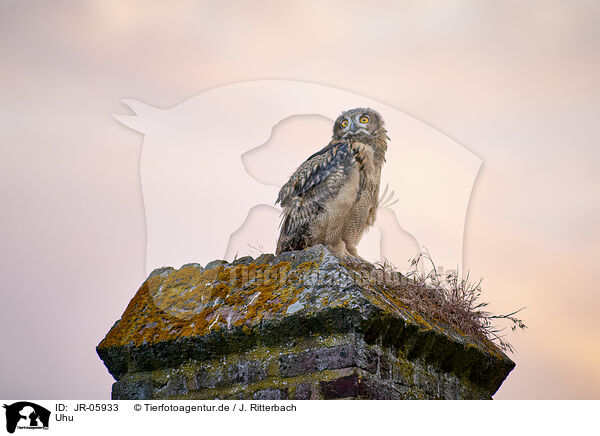 Uhu / eagle owl / JR-05933