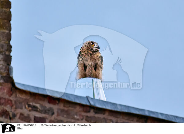 Uhu / eagle owl / JR-05938
