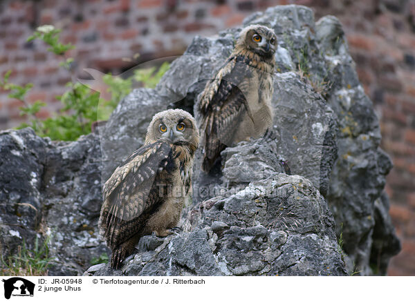2 junge Uhus / 2 young eagle owls / JR-05948