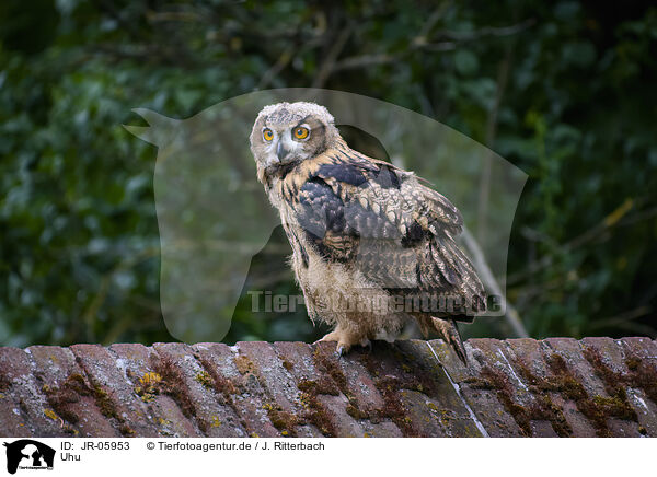 Uhu / eagle owl / JR-05953