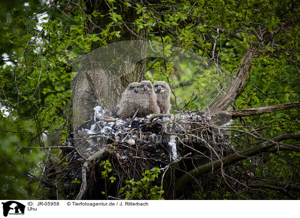 Uhu / eagle owl / JR-05958