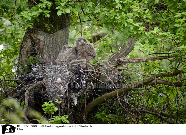 Uhu / eagle owl / JR-05960