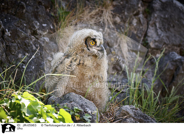 Uhu / eagle owl / JR-05963