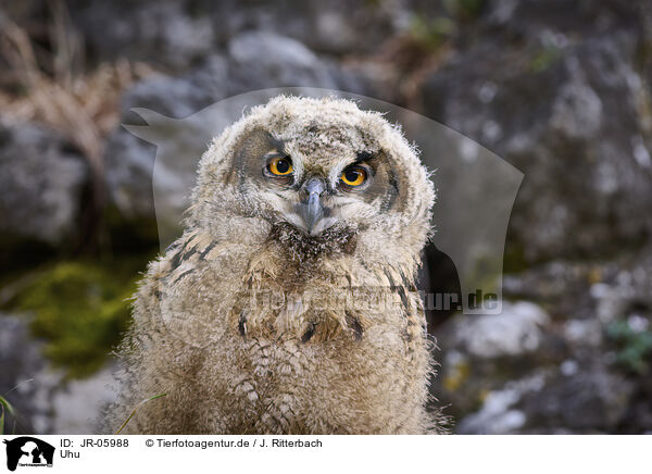 Uhu / JR-05988