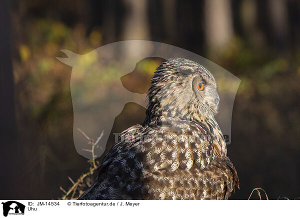 Uhu / JM-14534