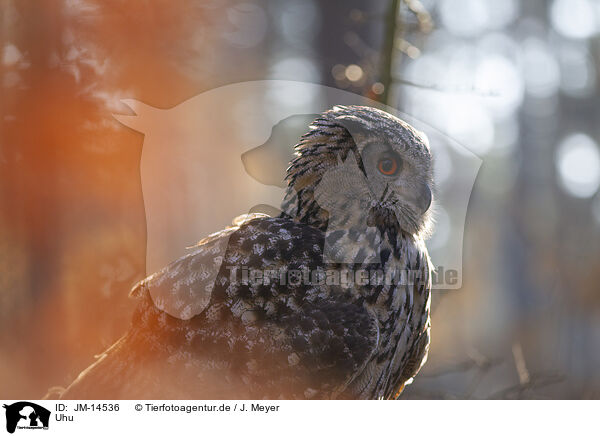Uhu / eagle owl / JM-14536