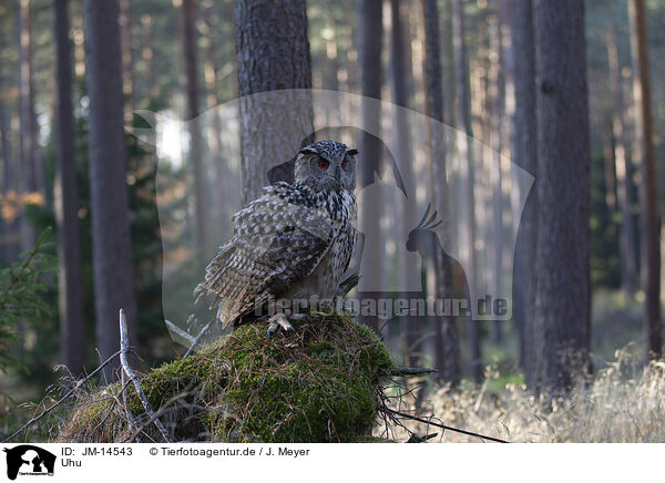 Uhu / eagle owl / JM-14543