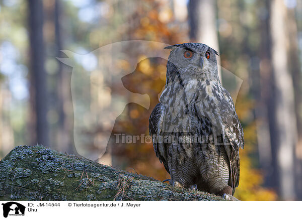 Uhu / eagle owl / JM-14544