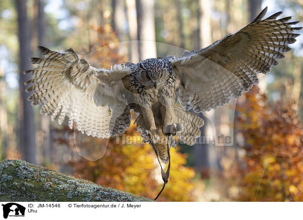 Uhu / eagle owl / JM-14546