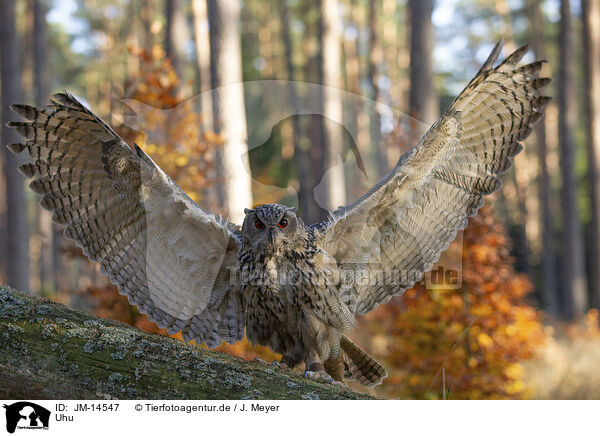 Uhu / eagle owl / JM-14547