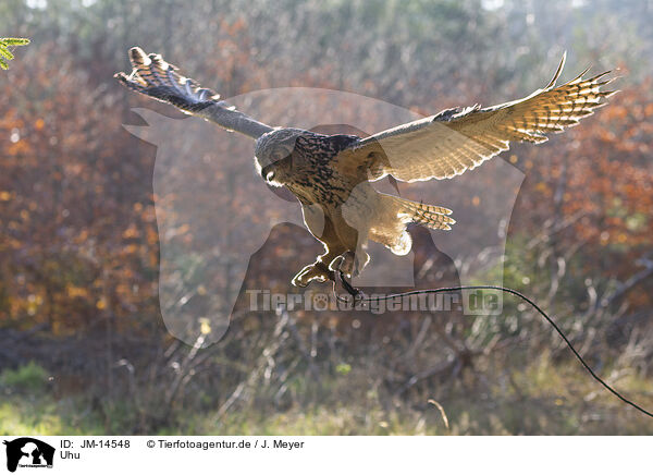 Uhu / eagle owl / JM-14548