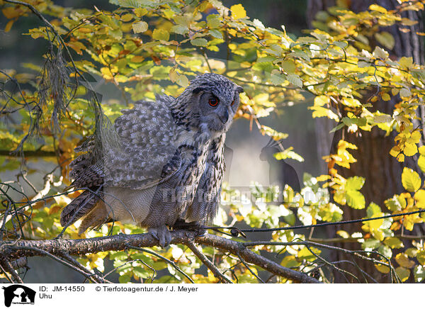 Uhu / eagle owl / JM-14550