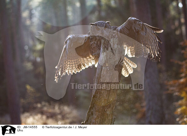 Uhu / eagle owl / JM-14555