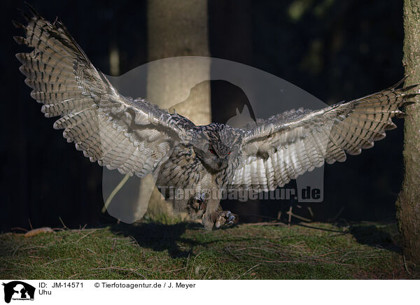 Uhu / eagle owl / JM-14571