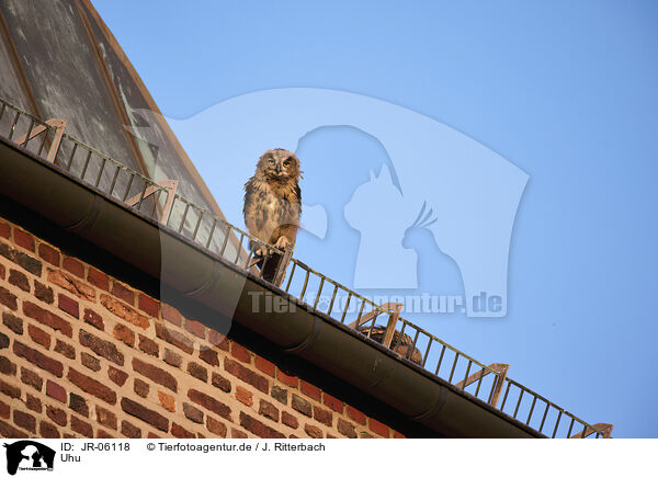 Uhu / eagle owl / JR-06118