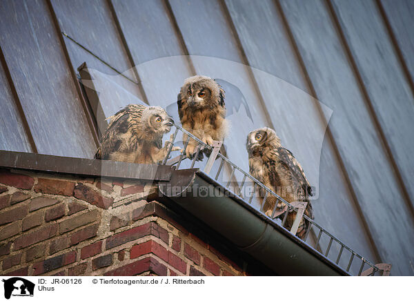 Uhus / eagle owls / JR-06126