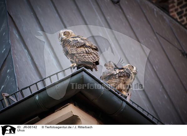 Uhus / eagle owls / JR-06142