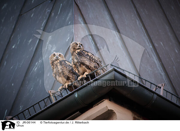 Uhus / eagle owls / JR-06144