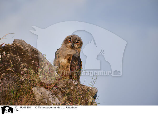 Uhu / eagle owl / JR-06151