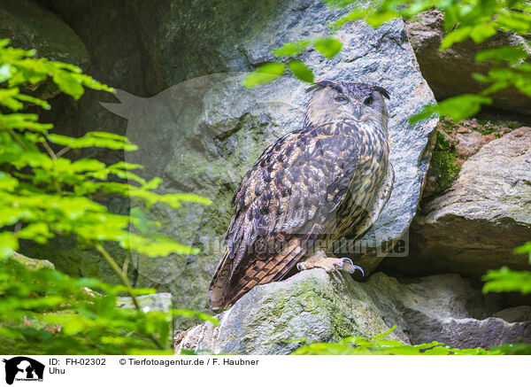 Uhu / eagle owl / FH-02302