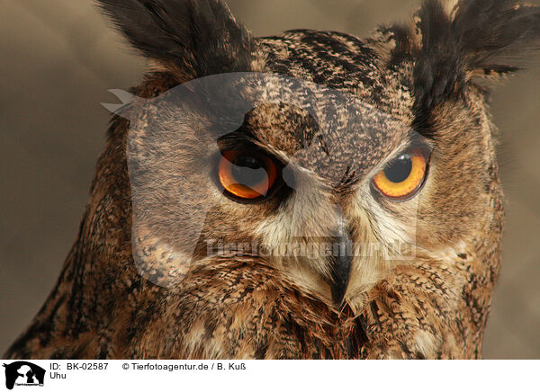 Uhu / eagle owl / BK-02587