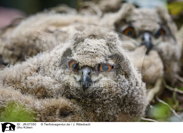Uhu Kken / Eagle owl chicks / JR-07350