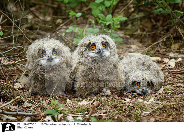 Uhu Kken / Eagle owl chicks / JR-07356