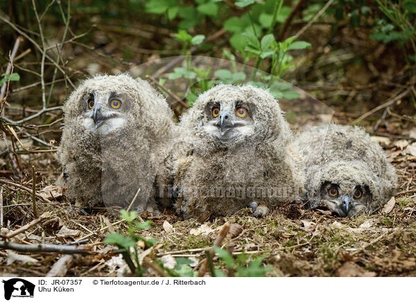 Uhu Kken / Eagle owl chicks / JR-07357