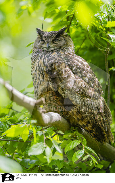 Uhu / Eurasian eagle-owl / DMS-14470