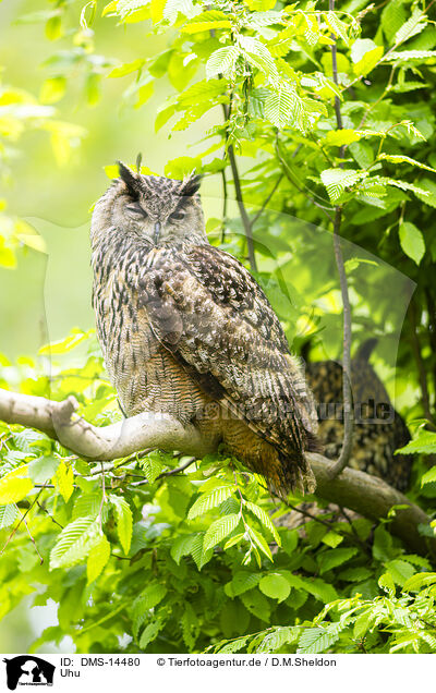 Uhu / Eurasian eagle-owl / DMS-14480
