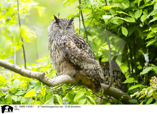 Uhu / Eurasian eagle-owl / DMS-14481