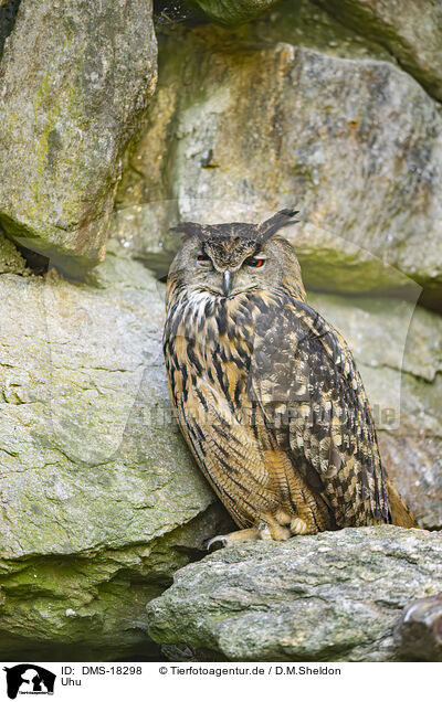 Uhu / Eurasian eagle-owl / DMS-18298