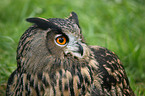 Uhu Portrait