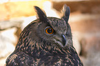 Uhu Portrait