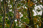 Uhu sitzt im Baum