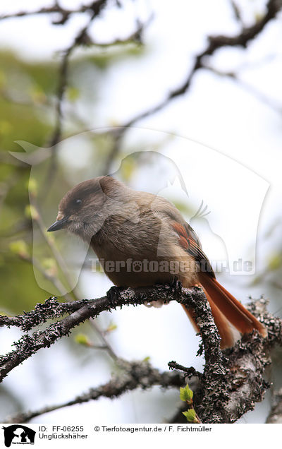 Unglckshher / Siberian jay / FF-06255