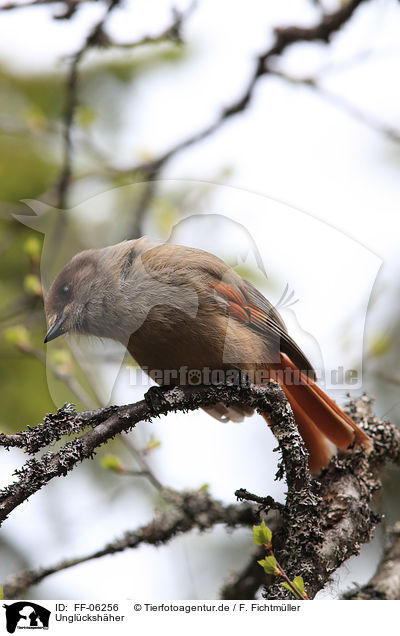Unglckshher / Siberian jay / FF-06256