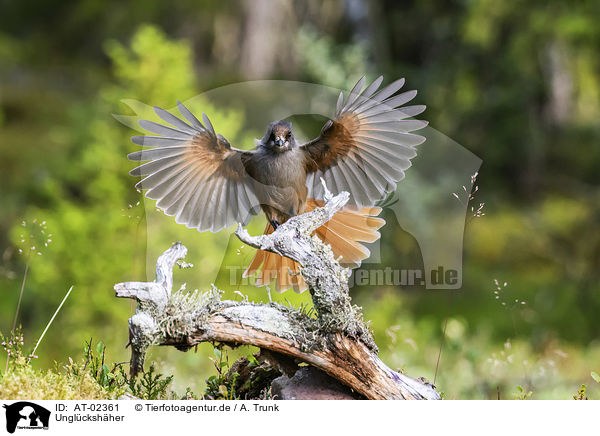 Unglckshher / Siberian jay / AT-02361