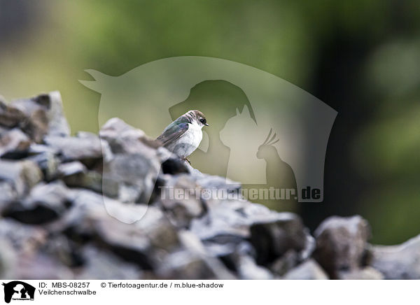 Veilchenschwalbe / violet-green swallow / MBS-08257